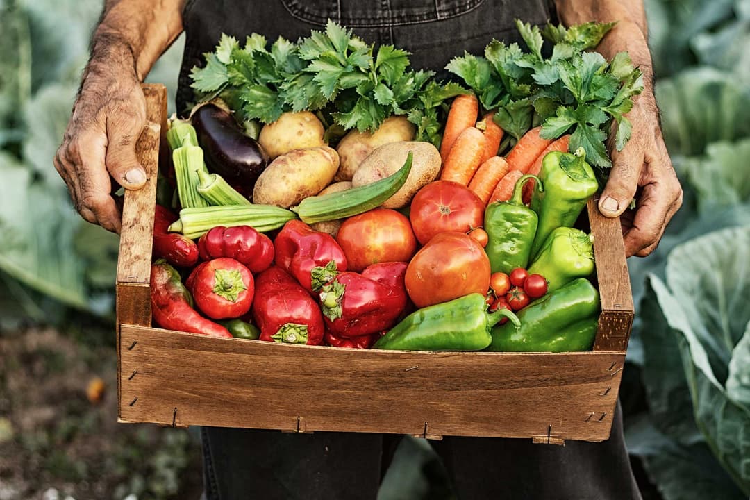 Farmer holding veges 2