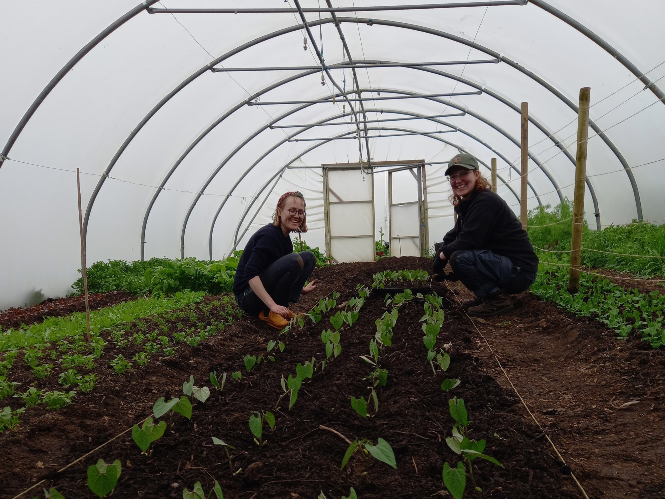 Polytunnel