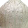 Squash: Hubbard