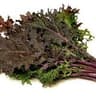 Kale: Red Russian