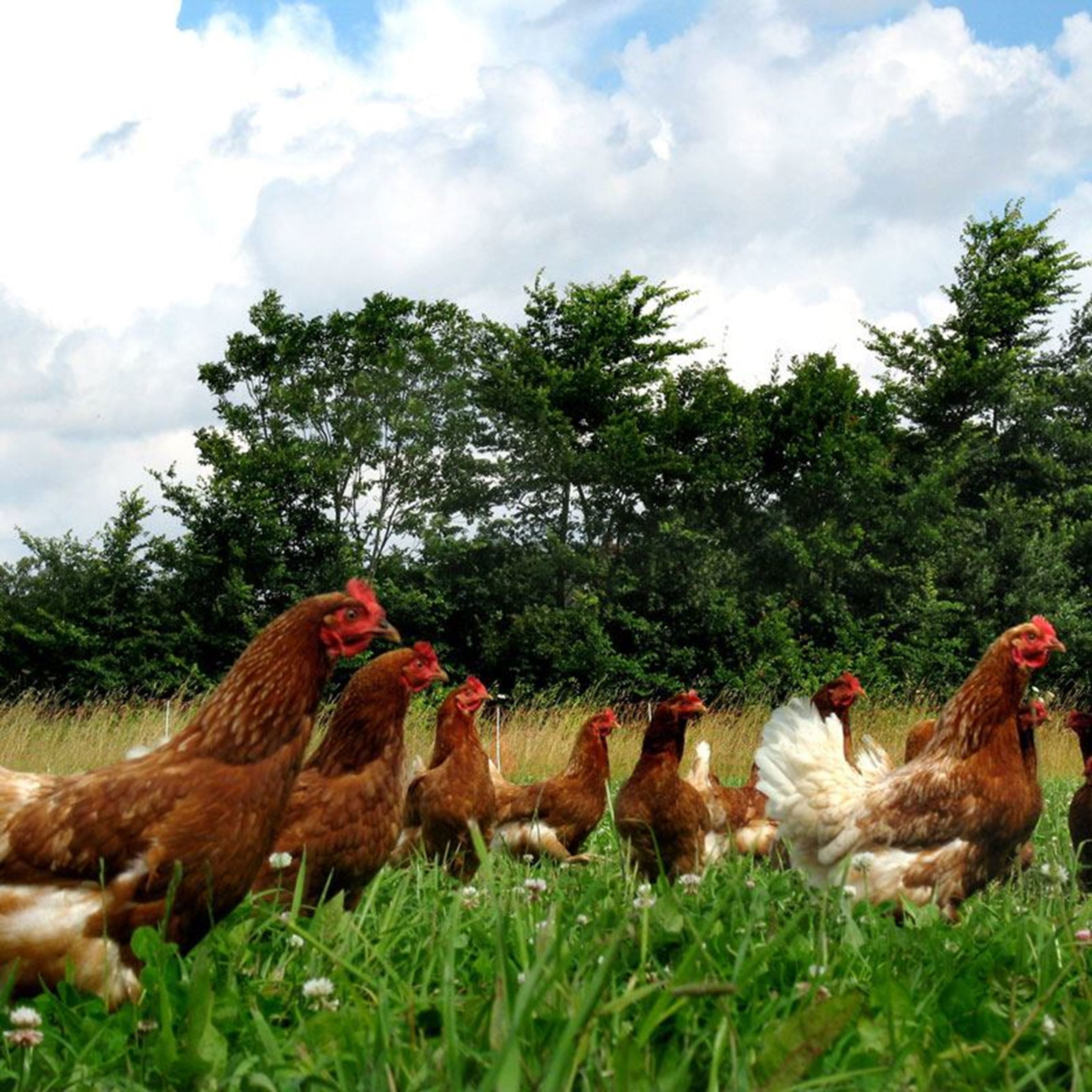 6 Organic Free-Range Eggs