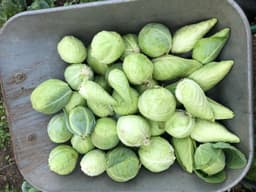 Image of Small Veg Bag
